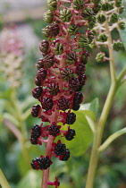 Poke Root, Poke weed, Phytolacca americana.