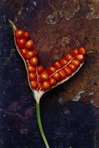 Iris, Stinking iris, Iris foetidissima.