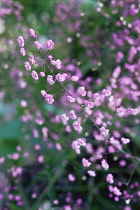 Meadow Rue, Thalictrum.