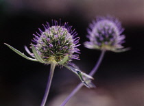 Sea Holly, Eryngium tripartitum.