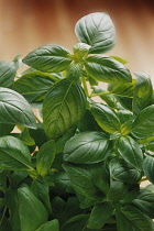 Basil, Ocimum basilicum.