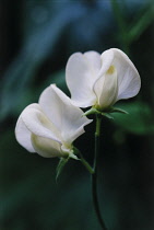 Sweetpea, Lathyrus odoratus 'Mrs Collier'.