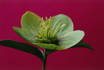 Hellebore, Helleborus orientalis.