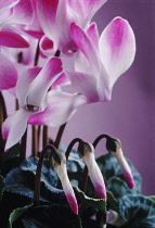 Cyclamen, Cyclamen persicum.