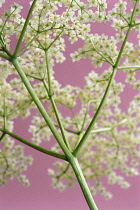 Elder, Sambucus nigra.