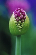 Allium, Allium 'Globemaster'.