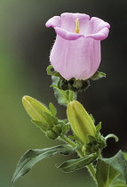 CanterburyBell, Campanula.