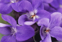 Violet, Sweet violet, Viola odorata.