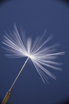 Dandelion clock, Taraxacum officinale.