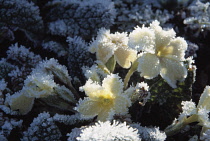 Primrose, Primula vulgaris.