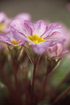 Primrose, Primula.