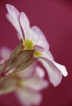 Primrose, Primula vulgaris.