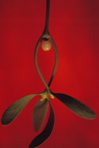 Mistletoe, Viscum album.