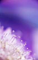 Scabious, Scabiosa.