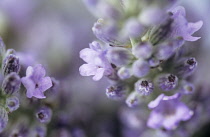 Lavender, Lavandula.