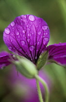 Cranesbill, Geranium.