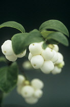 Snow-berry, Symphoricapos rivularis.