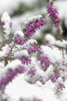 Heather, Winter heath, Spring heath, Bell heather, Erica carnea.