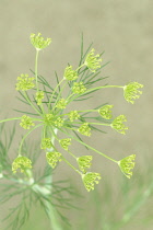 Dill, Anethum graveolens.