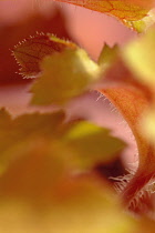 Coral bells, Heuchera.