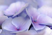 Hydrangea, Hydrangea macrophylla.