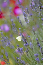 Lavender, Lavandula 'Hidcote'.