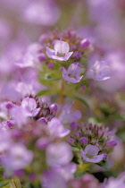 Thyme, Thymus.