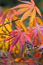 Japanese Maple, Acer palmatum 'Beni-kagami'.