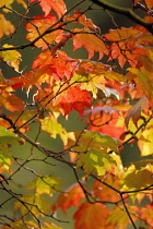 Japanese Maple, Acer japonicum 'Vitifolium'.