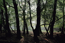 Beech, Fagus sylvatica.