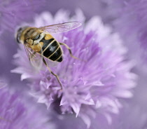 Chive, Allium schoenoprasum.