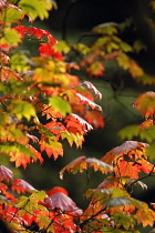 Japanese Maple, Acer japonicum 'Vitifolium'.