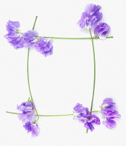 Sweetpea, Lathyrus odoratus.