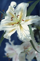 Lily, Golden-rayed lily, Lilium aurantum var platyphyllum.