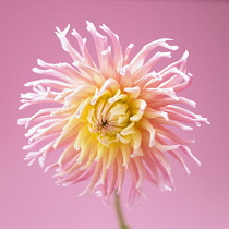 Dahlia.