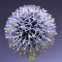 Globe Thistle, Echinops.