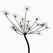 Cow Parsley, Anthriscus sylvestris.