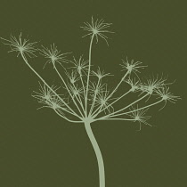 Cow Parsley, Anthriscus sylvestris.