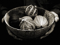 Gourd, Cucurbita pepo.