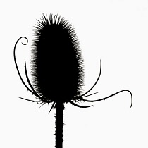 Teasel, Dipsacus fullonum.