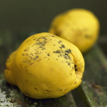 Quince, Cydonia oblonga.