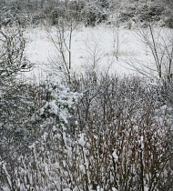 Snow on shrubs.