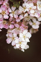 Hawthorn, Crataegus.