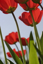 Tulip, Tulipa.