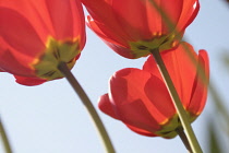 Tulip, Tulipa.