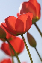 Tulip, Tulipa.