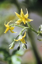 Tomato, Lycopersicon esculentum.