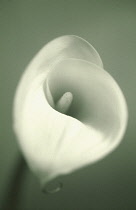 Lily, Arum lily, Calla lily, Zantedeschia.