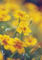 Marigold, French marigold, Tagetes signata.