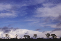 Oak, Acorn, Quercus robur.